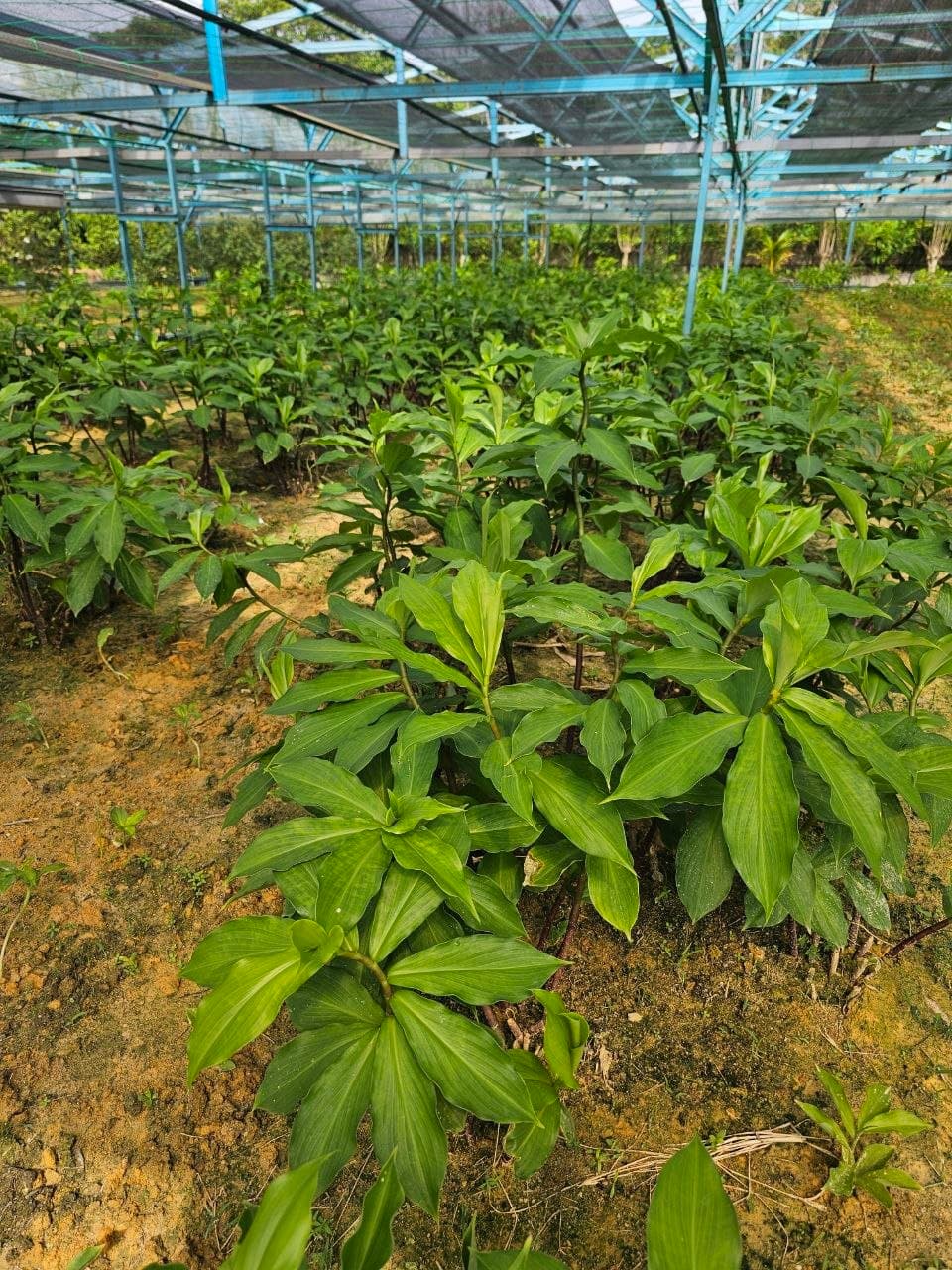 Ladang Costus Igneus