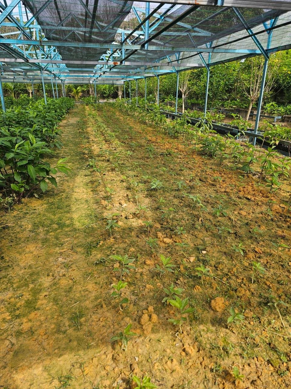 Ladang Costus Igneus