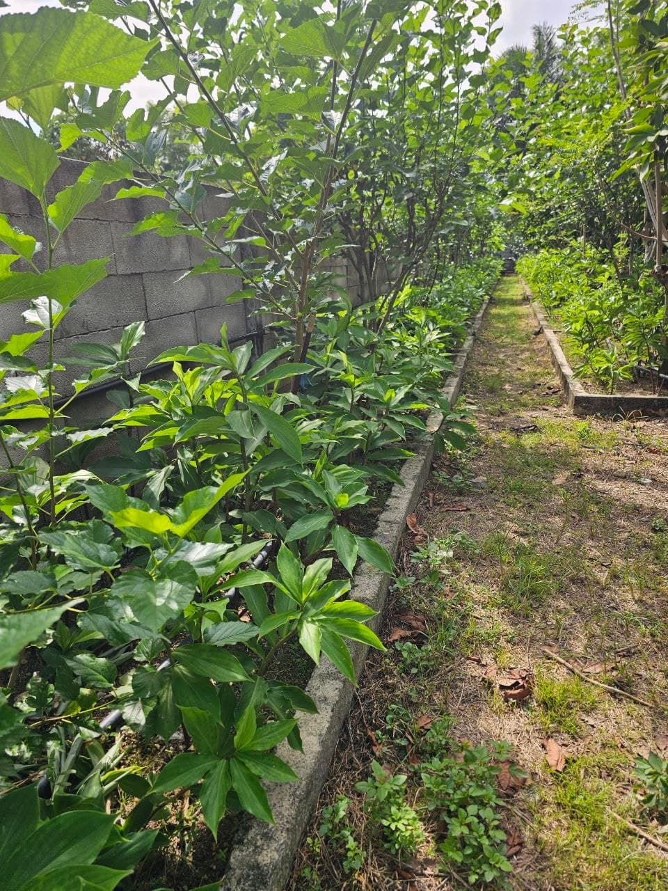 Ladang Costus Igneus