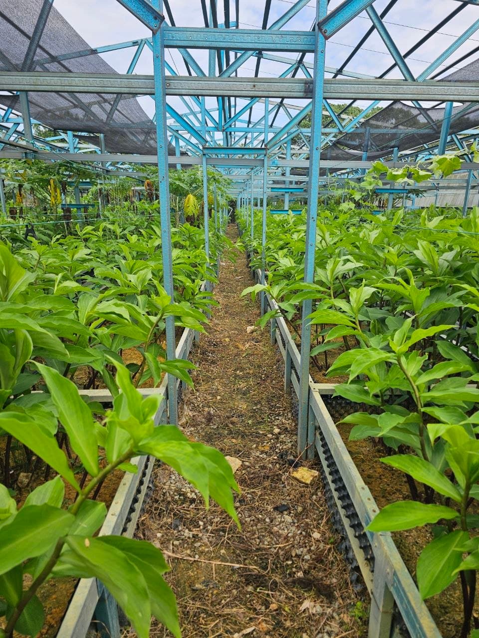Ladang Costus Igneus