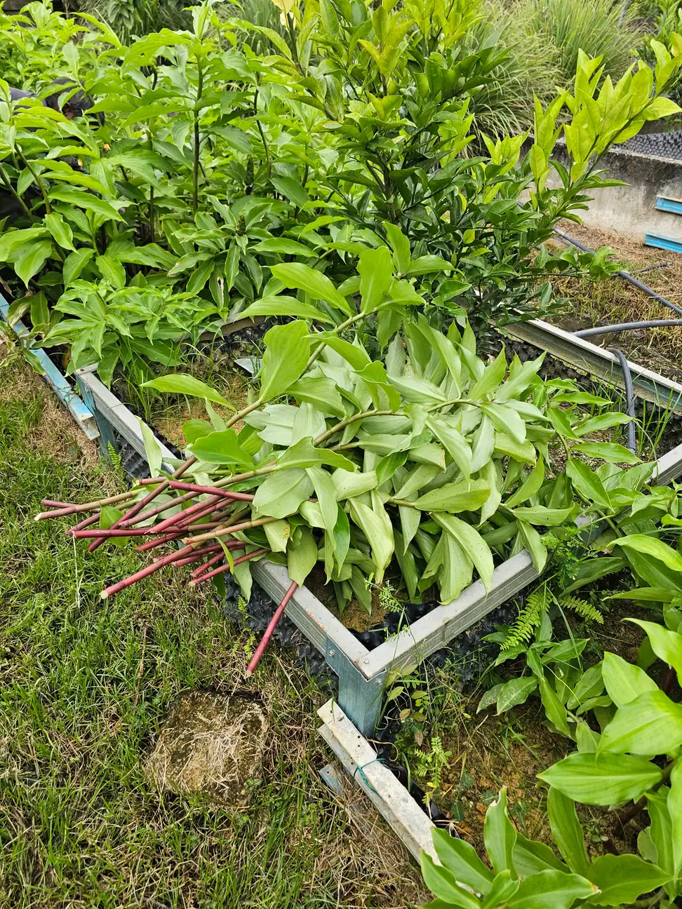 Anak pokok Costus Igneus di batas semaian