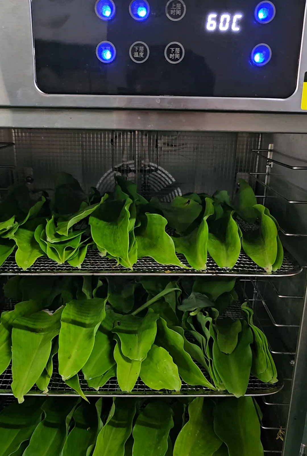Daun Costus Igneus atas dulang di dalam mesin pengering yang menunjukkan 60°C
