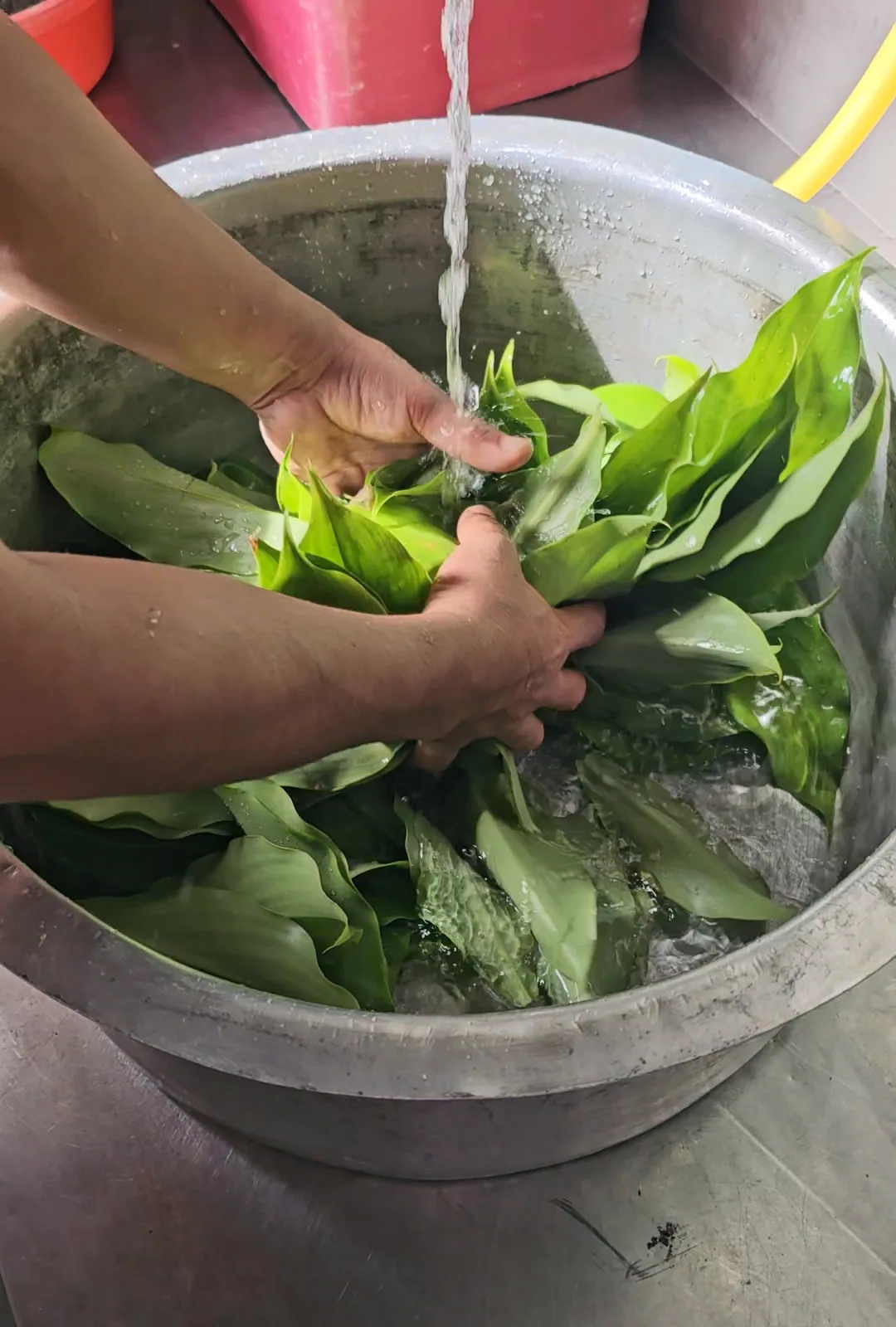 Daun Costus Igneus dibasuh dalam besen air