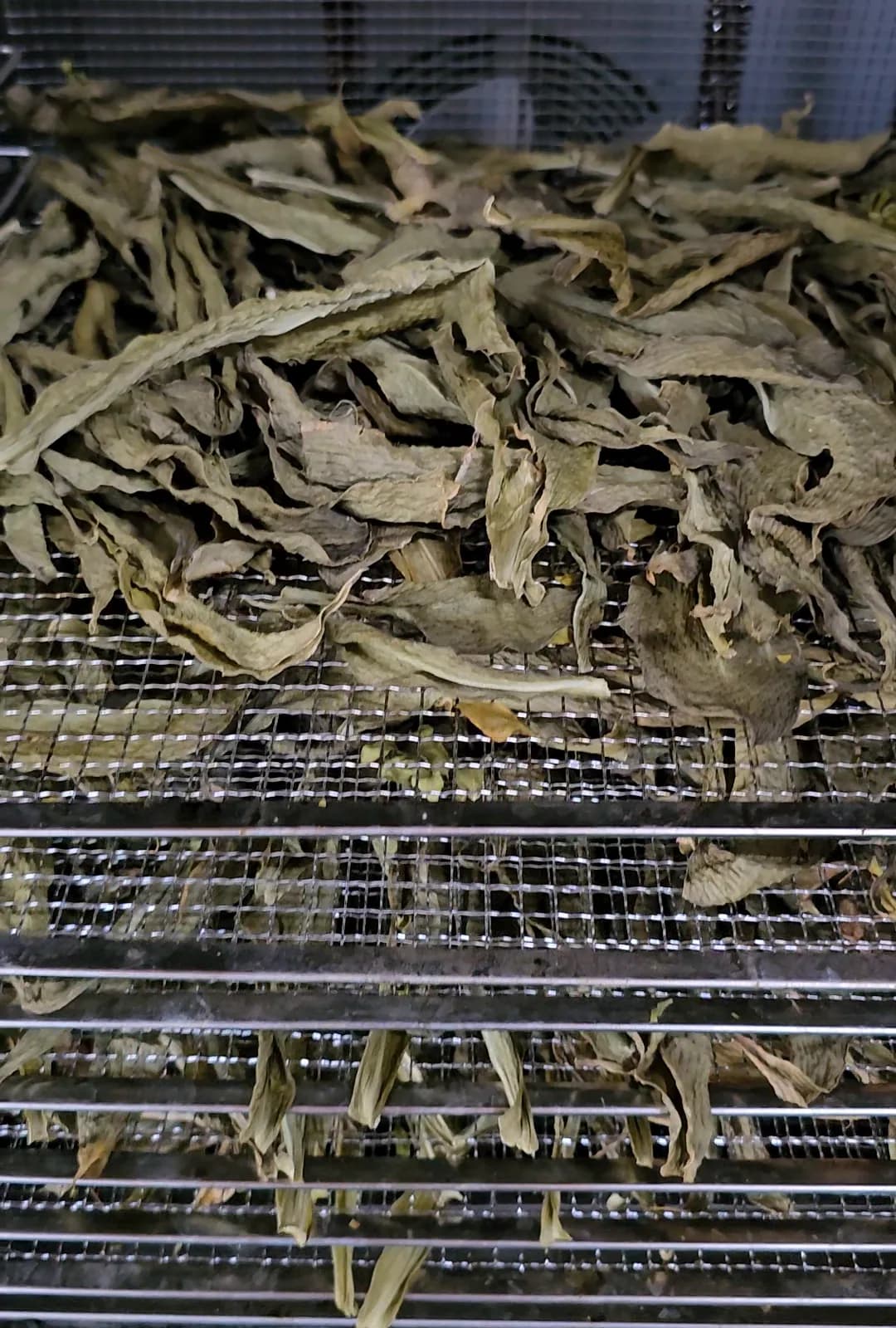 Daun Costus Igneus yang sudah kering di atas dulang