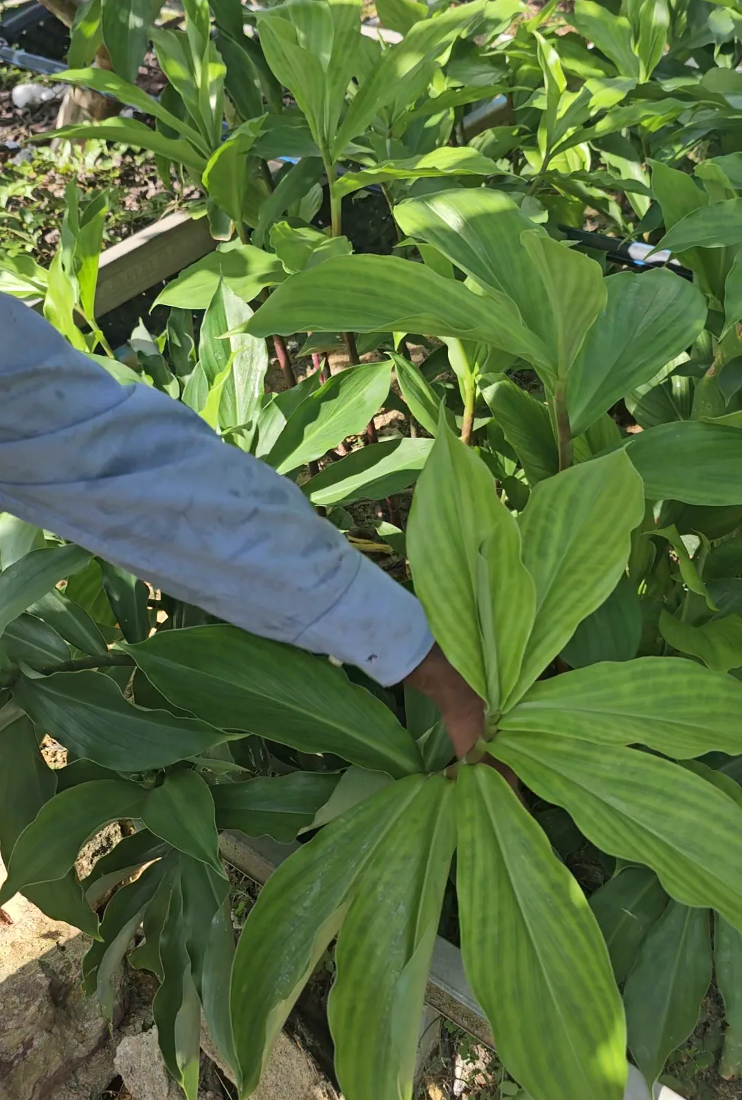 Tangan menanam anak pokok Costus Igneus di rumah hijau