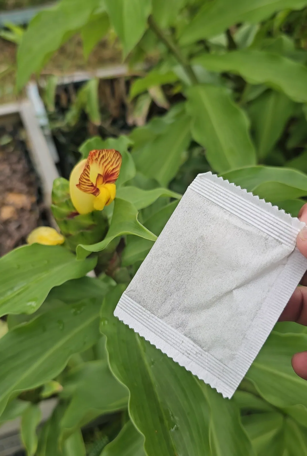 Uncang Teh Insulin dipegang di hadapan pokok Costus Igneus yang berbunga