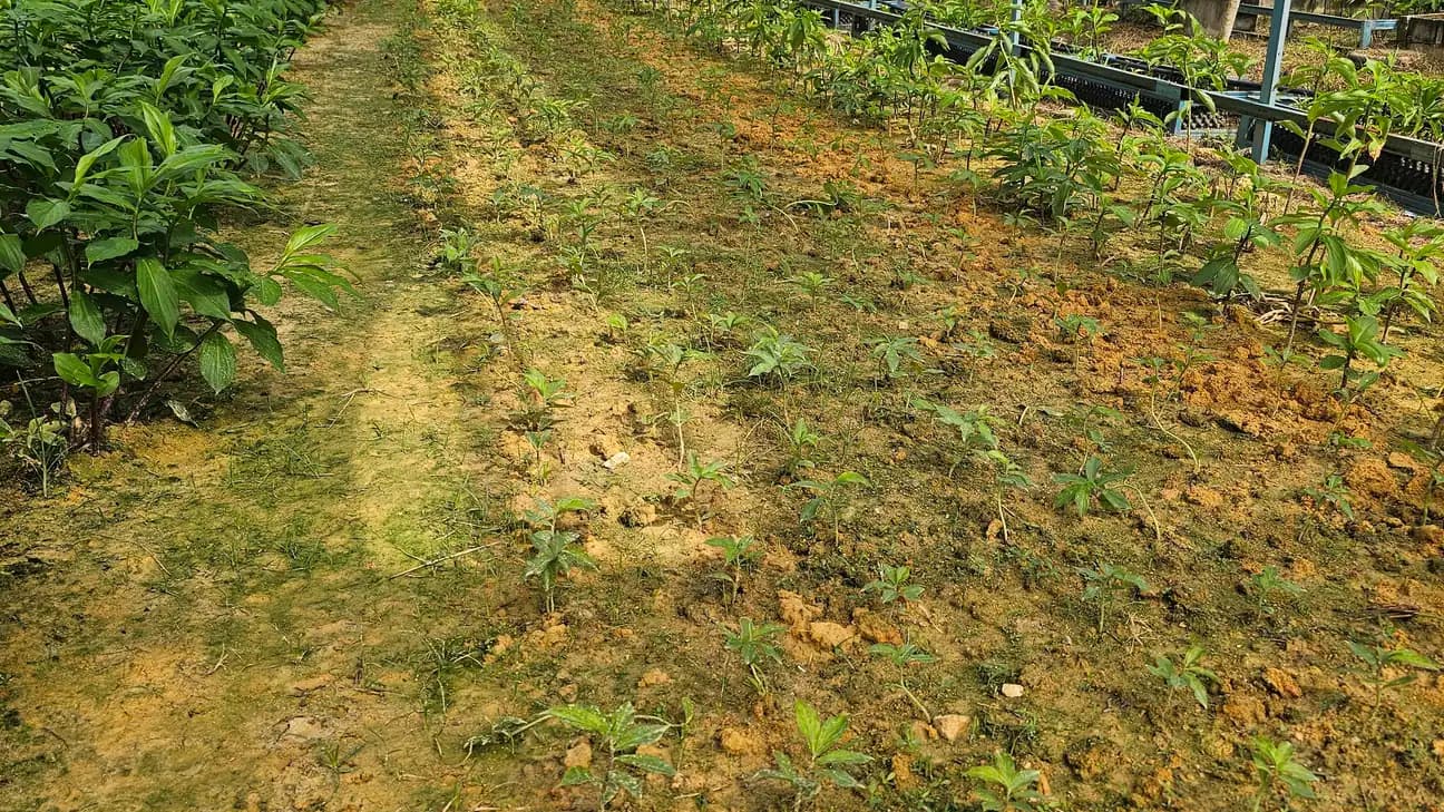 Barisan pokok Costus Igneus di rumah hijau ladang kami
