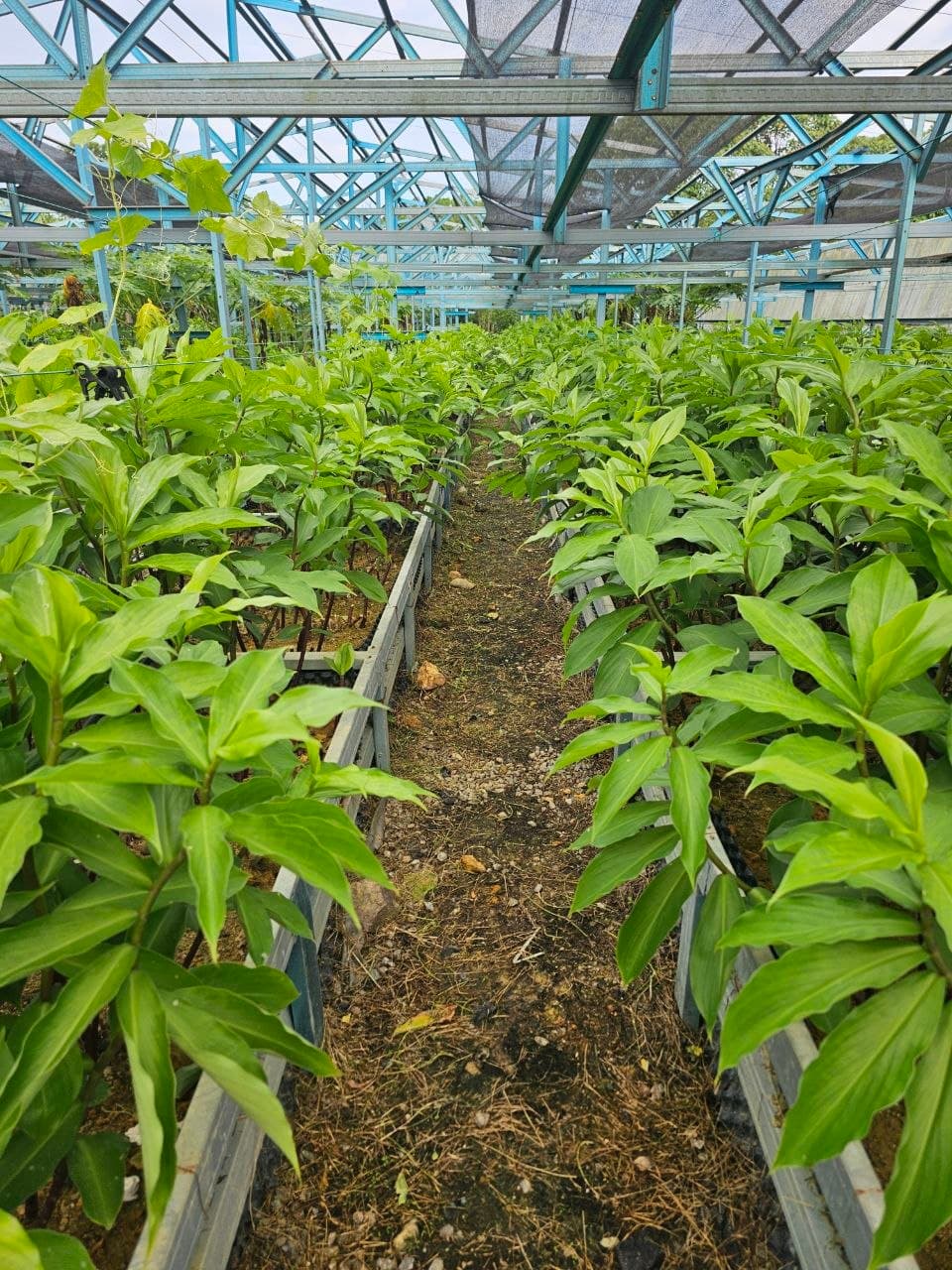 Ladang Costus Igneus