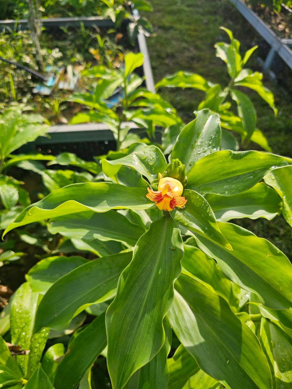 Daun Costus Igneus segar di ladang herba