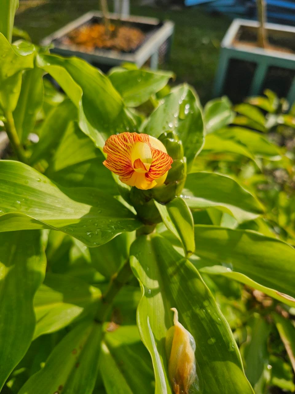 Pokok Costus Igneus di habitat semula jadi